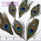 peacock2-petracraft